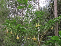 Brugmansia