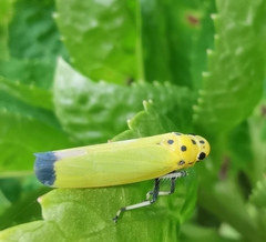 Bothrogonia ferruginea