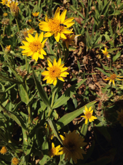 Arnica nevadensis