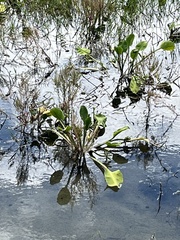 Echinodorus cordifolius
