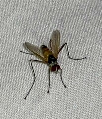 Cholomyia inaequipes