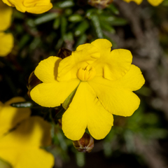 Hibbertia gracilipes
