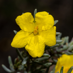 Hibbertia psilocarpa