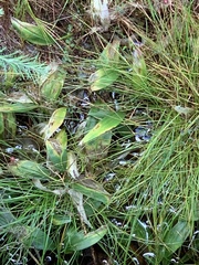 Maianthemum trifolium