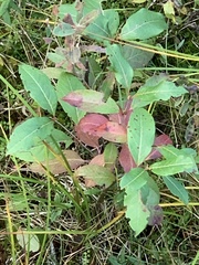 Viburnum cassinoides