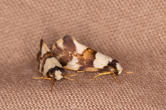 Philenora aspectalella