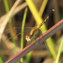 Erythrodiplax minuscula