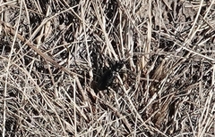 Cicindela nebraskana