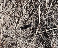 Cicindela nebraskana