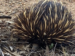 Tachyglossus aculeatus acanthion