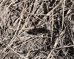 Cicindela nebraskana
