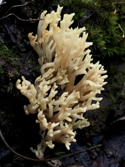 Ramaria watlingii