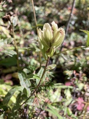 Castilleja septentrionalis