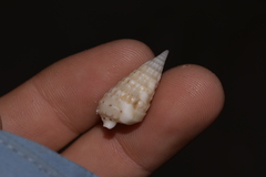 Rhinoclavis bituberculata