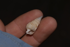 Rhinoclavis bituberculata