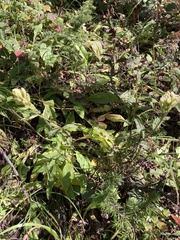 Castilleja septentrionalis