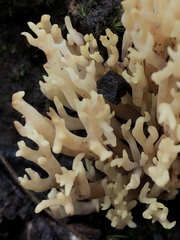Ramaria watlingii