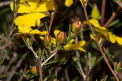Hibbertia ancistrotricha