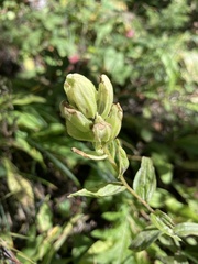 Castilleja septentrionalis