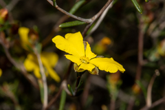 Hibbertia ancistrotricha