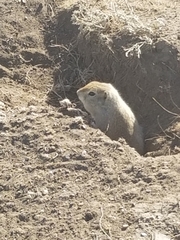 Urocitellus richardsonii