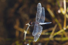 Erythrodiplax basifusca