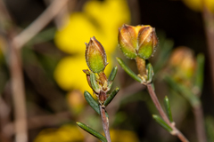 Hibbertia ancistrotricha