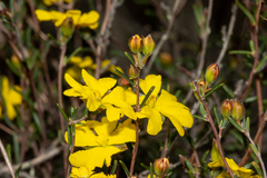 Hibbertia ancistrotricha