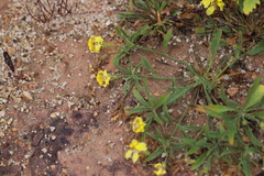 Goodenia fascicularis