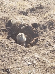 Urocitellus richardsonii