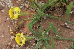 Goodenia fascicularis