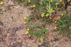 Goodenia fascicularis