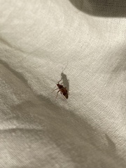 Hemiptera
