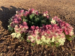 Lechenaultia macrantha