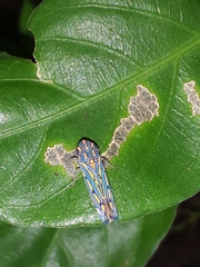 Apogonalia stalii