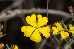 Hibbertia ancistrotricha
