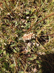 Salix petrophila