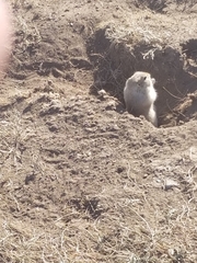 Urocitellus richardsonii