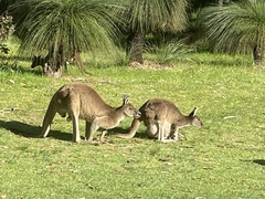 Macropus fuliginosus