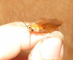 Parcoblatta virginica
