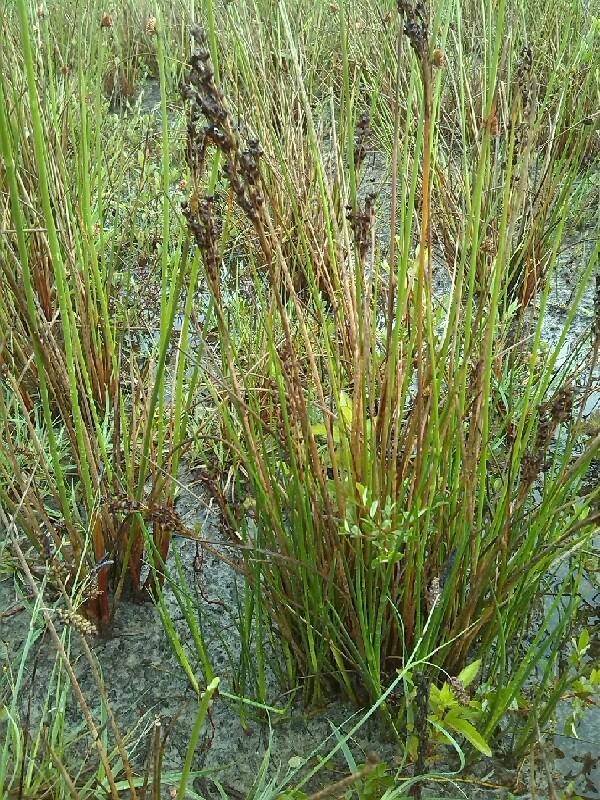 Juncus anceps