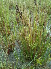 Juncus anceps