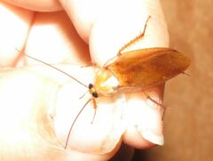 Parcoblatta virginica