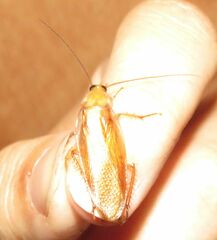 Parcoblatta virginica