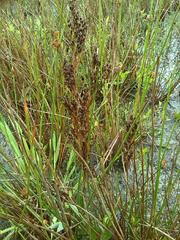 Juncus anceps