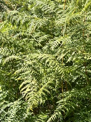 Pteridium aquilinum pubescens