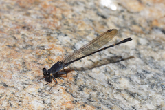 Argia lugens