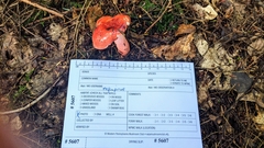 Russula peckii