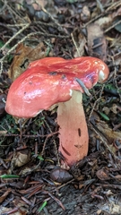 Russula peckii