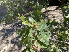 Quercus gambelii